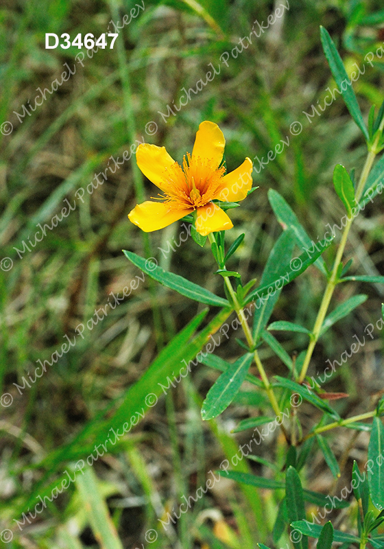 Kalm's St. John's-wort (Hypericum kalmianum)